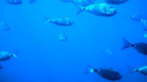 Максим Горький | Случай с Евсейкой