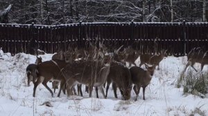Лосиный Остров | Пятнистые олени, большая стая