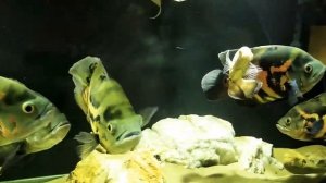 Астронотусы в 400 литровом аквариуме