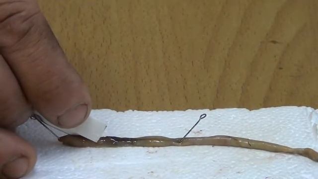Анатомизирование дождевого червя