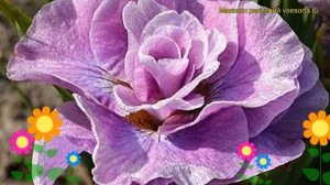 Ирис сибирский Розовое Парфе. Краткий обзор, описание характеристик iris sibirica Pink Parfait