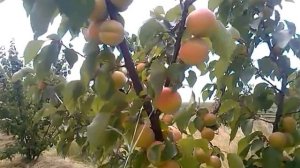 Абрикос. На подходе Мелитопольский ранний.