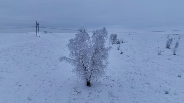 Зимние березы