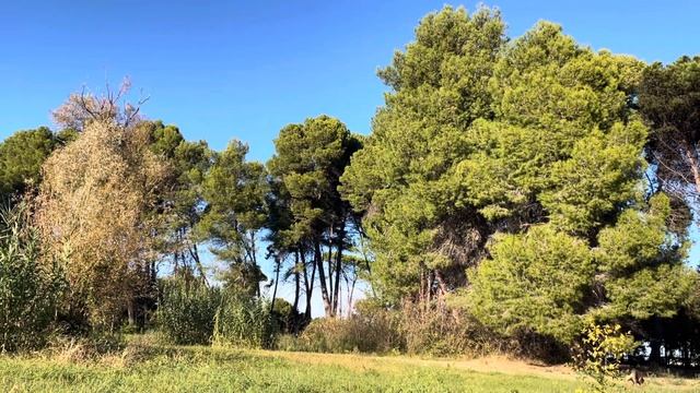 Аффирмации на каждый день: Благодарность Вселенной, Прощение. #аффирмациинакаждыйдень смотреть онлайн