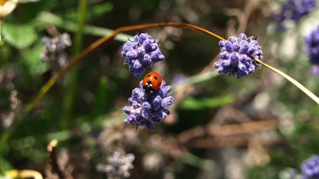 Olympus E 410 смотреть онлайн