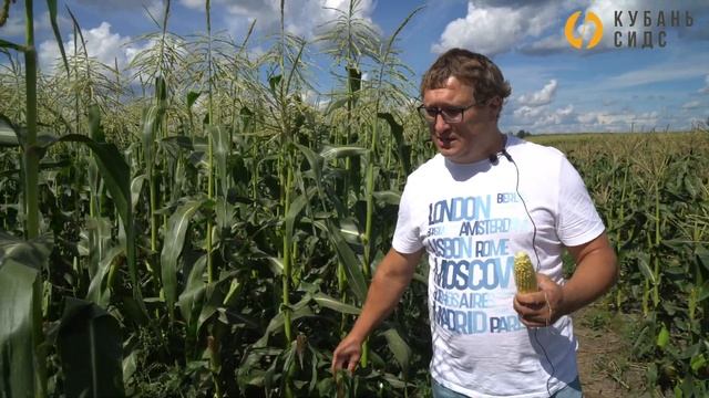 Крупный початок - это сахарная кукуруза ХАРДИ F1. Александр Лялин, фирма "Поиск-Профи" смотреть онлайн