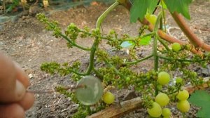 Г.ф Кисти Пикасо