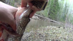 Щука разделка для соления Желчь щуки полезна от болезни панкреатит рыбалка охота тайга лес природа