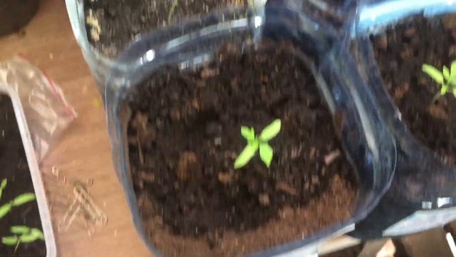 Мой балконный огород. выращиваю огурцы и помидоры на балконе смотреть онлайн