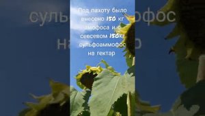 Итоги работай с подсолнечником в 2020году. ЕС ГЕНЕЗИС Ранний
