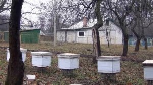 Дым пушка Результат обработки пчел варомором дым пушкой The smoke gun The result of processing b