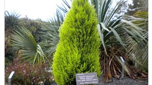 Кипарис крупноплодный  (Cupressus macrocarpa)