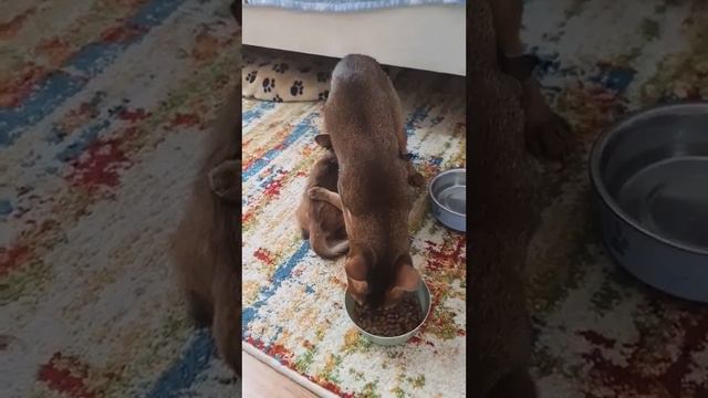 Абиссинская Кошка Кормит Котят😺