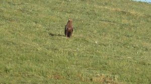 The eagle eats frog in the nature. Орел ест лягушку в природе. #shorts shorts