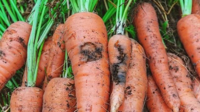 МОРКОВНАЯ МУХА - избавляемся быстро и навсегда! ДВОЙНАЯ защита от морковной мухи! смотреть онлайн