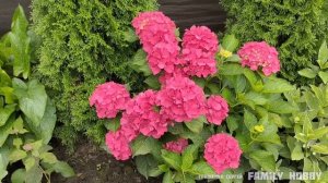 Цветение ГОРТЕНЗИЙ. Лучшие СОРТА для ОТКРЫТОГО грунта.Наш ПРЕКРАСНЫЙ САД. Обзор-прогулка 5 августа.