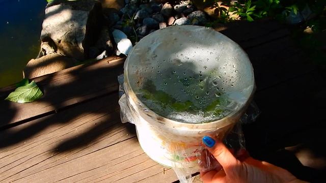 СУПЕР КОРНИ ЗА 20 ДНЕЙ!!! БЫСТРОЕ ЧЕРЕНКОВАНИЕ ГОРТЕНЗИИ .. смотреть онлайн