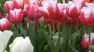 Андрей Дементьев - Никто не знает, что нас ждёт