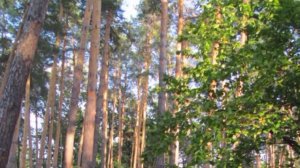 ЗА СИНИМИ ТУМАНАМИ  Наталья Бучинская