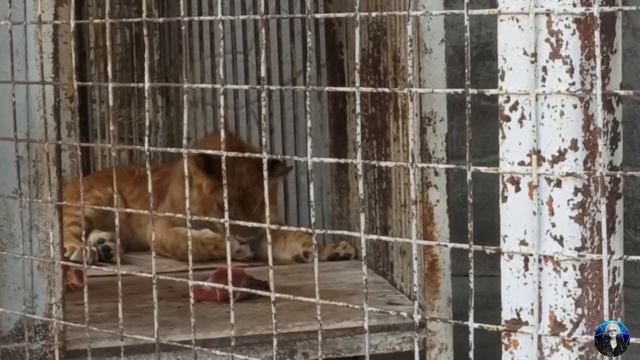 ЧЕЛЯБИНСКИЙ ЗООПАРК 03 06 22 смотреть онлайн