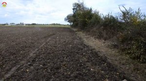 Тишина перед бурей азиатских шершней. Охотник на шершня.