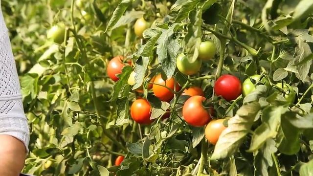 Лучшие сорта томатов для посадки на 2021 год. Какие сорта томатов посадить Урожайные гибриды томато