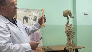 Видеолекция "Скелет верхней конечности"