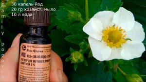 Долгоносик на Клубнике Срочно Опрыскайте Клубнику! Как Уничтожить Долгоносика Лучшее Средство!
