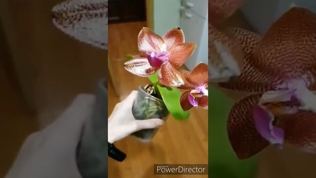 Состязание орхидеи с кетчупом? Sun Dragon Red Leopard смотреть онлайн