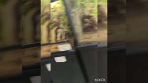 зоомагазин экзоменю обзор на животных, (также купил королевского питона)