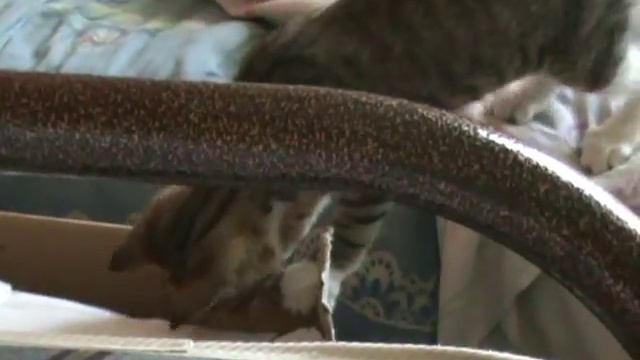 игры котиков смотреть онлайн