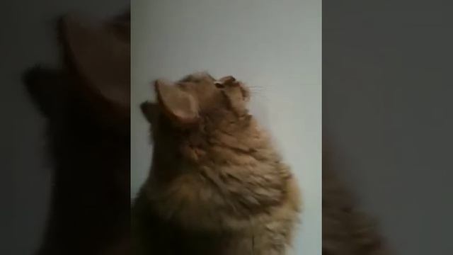 Chatty British Longhair смотреть онлайн