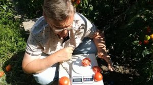 Томаты Малиновая идея  и Ралли обзор.