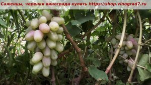 24июля 2023 года, виноград Князь Воронцов. Окрашивается. Ждем созревания и фуррора. Ягода бомба! 
ht