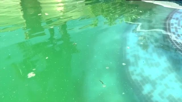 Вода в бассейне как слеза, чистая, прозрачная все лето. Максимально дешево, безопасно для здоровья. смотреть онлайн