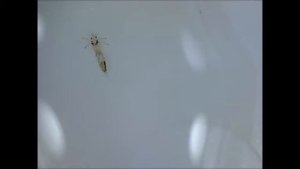 Видео к статье - Педикулез: что делать, если у ребенка вши (5)