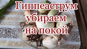 ГИППЕАСТРУМ на покой теперь отправляю так  Амариллис на зимовку