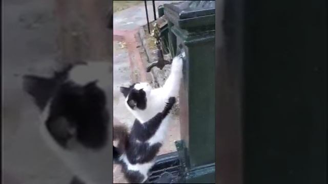 Cat Кошки Котята Коты #Shorts 1295.mp4