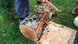 ГРИБЫ ВЕШЕНКИ - сажаем на ивовые пни. 15 июля 2021. Часть первая - ждем урожай