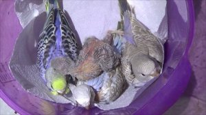 Смотрим птенцов у волнистых попугаев