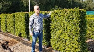 Блок живой изгороди из туи западной "Брабант"