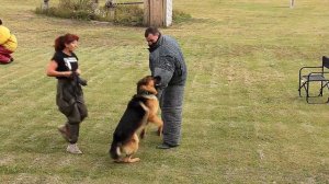 Дрессировка собак в Омске - ОЦССС (3)