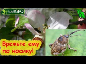 КОВАРНЫЙ ПОЖИРАТЕЛЬ УРОЖАЯ! Защищаем деревья от цветоеда. Видео с браком.