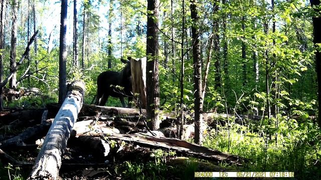 лось.MOV смотреть онлайн