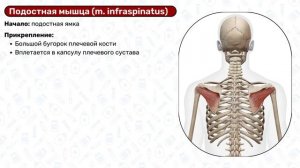 Мышцы пояса верхней конечности: мышцы руки, начало и прикрепление, функции / Анатомия, миология