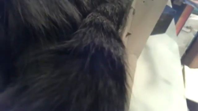 Угадай животное видео 2 смотреть онлайн