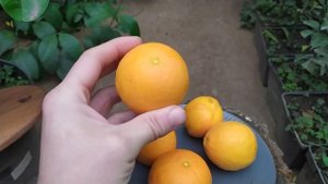 Апельсин Вашингтон-Навел (Washington Navel Orange)