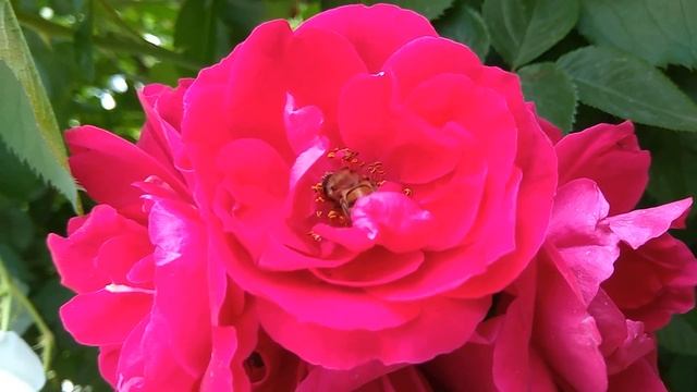 Кусты КРАСНОЙ РОЗЫ цветут (видео 2018) смотреть онлайн