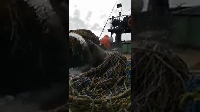 Катастрофа. Ужас. Опасно. Моряк тюлень и рыба. Тюлень пробрался на судно смотреть онлайн