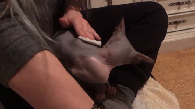 КАК ПОСТАВИТЬ УКОЛ КОТУ смотреть онлайн